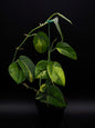 Scindapsus Jade Satiné Variegata