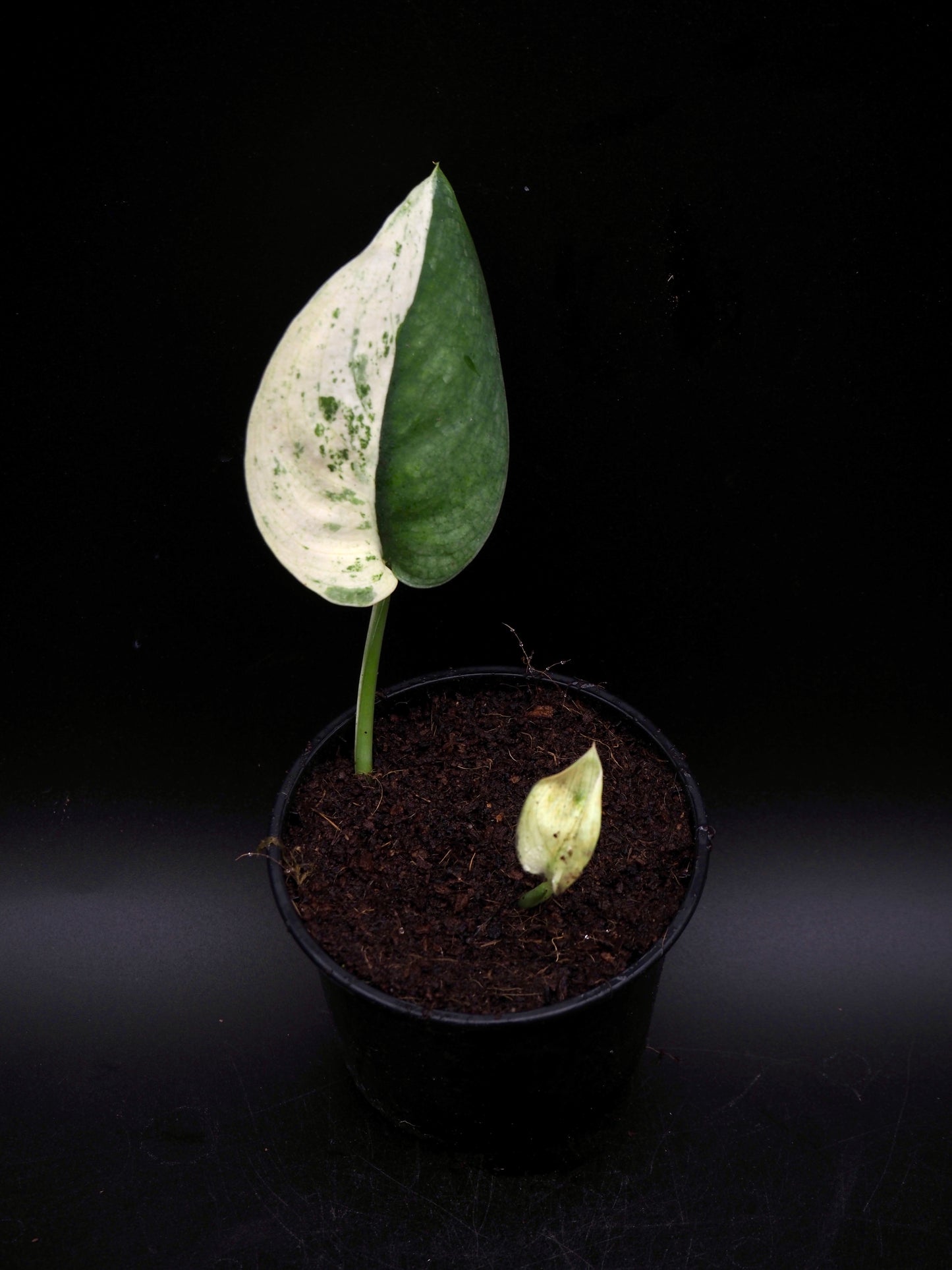 Scindapsus Jade Satin Marble