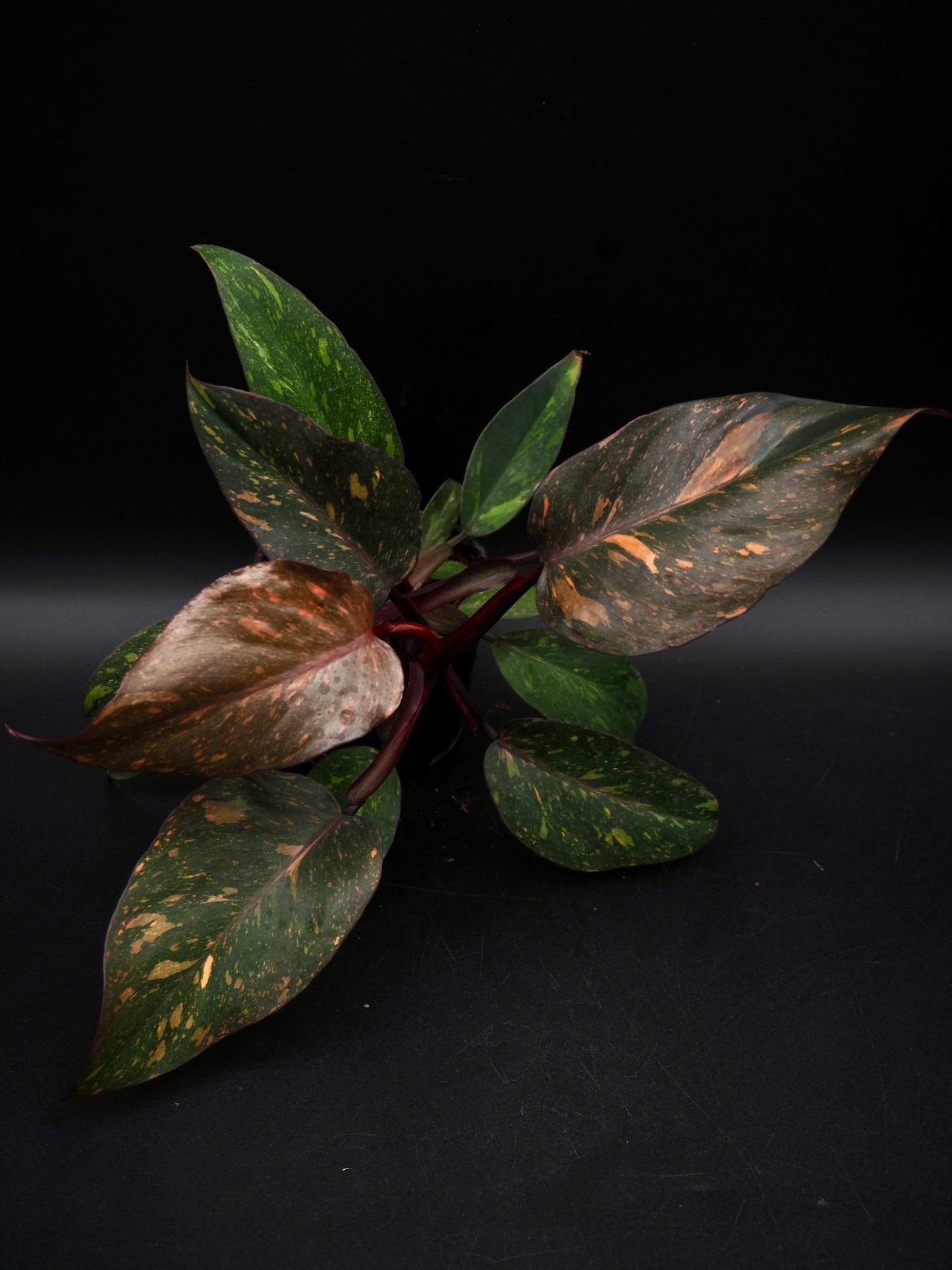 Philodendron Orange Princess Galaxy