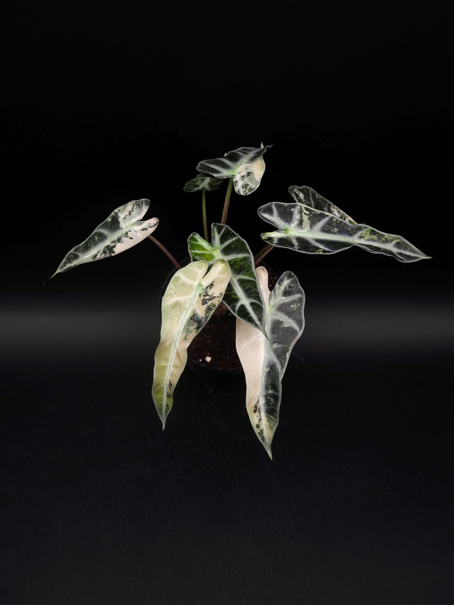 Alocasia Bambino Pink Variegata