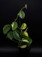 Scindapsus Jade Satiné Variegata