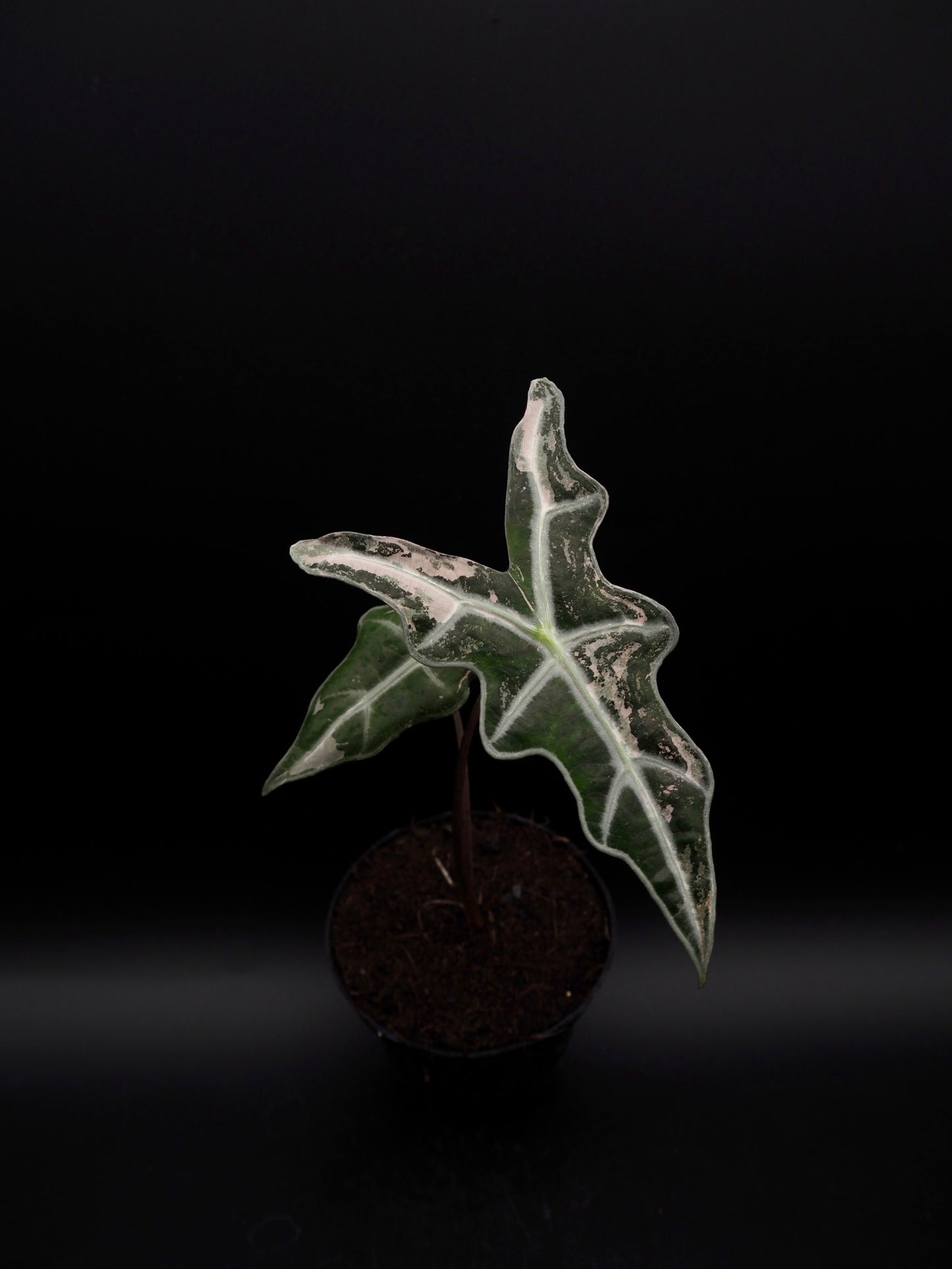 Alocasia Nobilis Pink