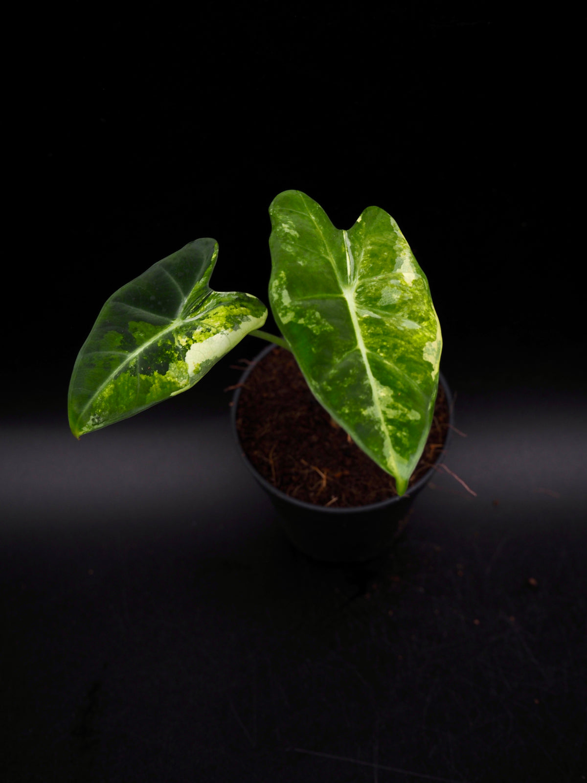 Alocasia Frydek Tricolor