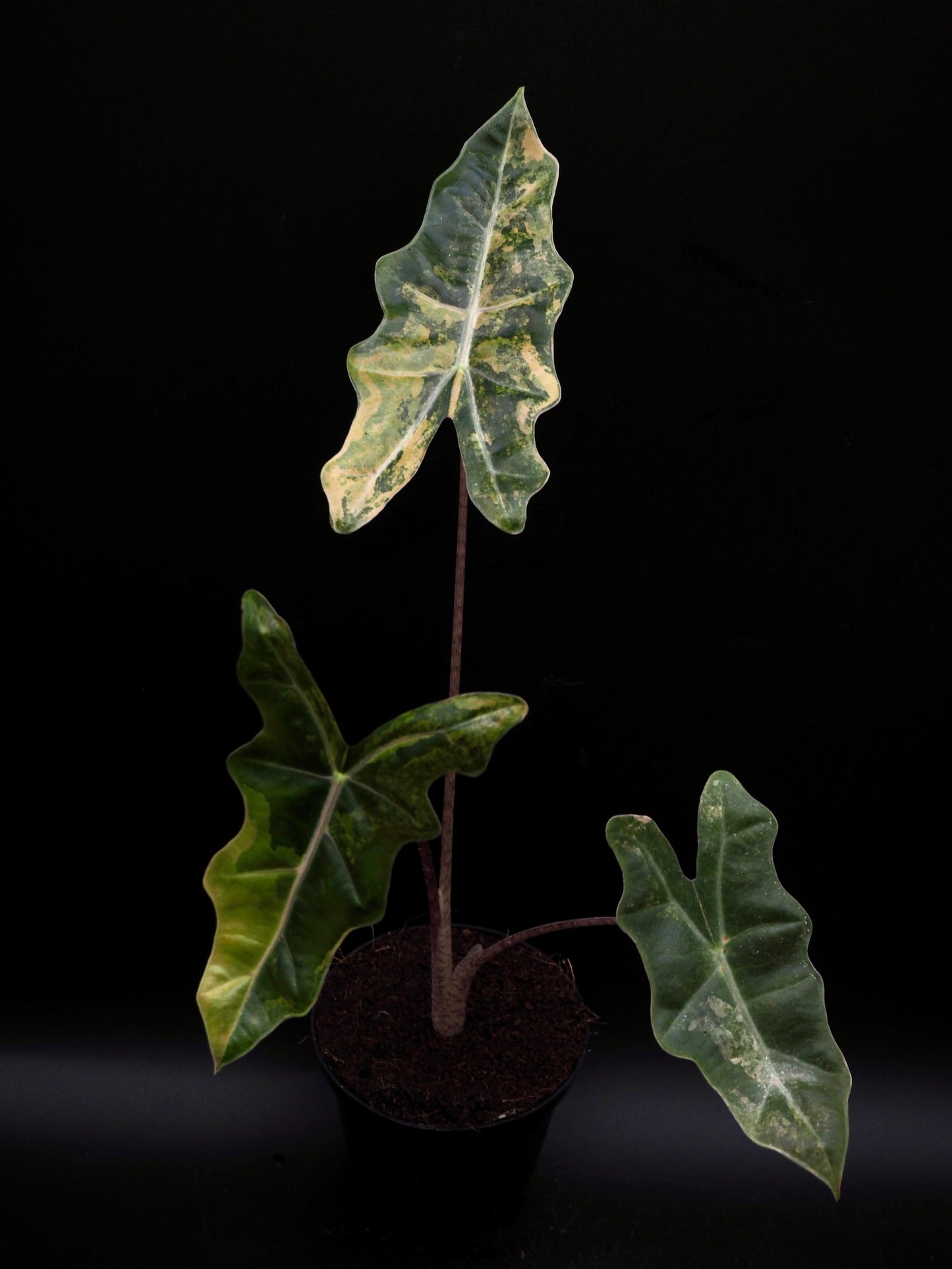 Alocasia Pseudo Sanderian Aurea