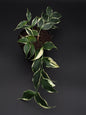 Hoya Polyneura Variegata