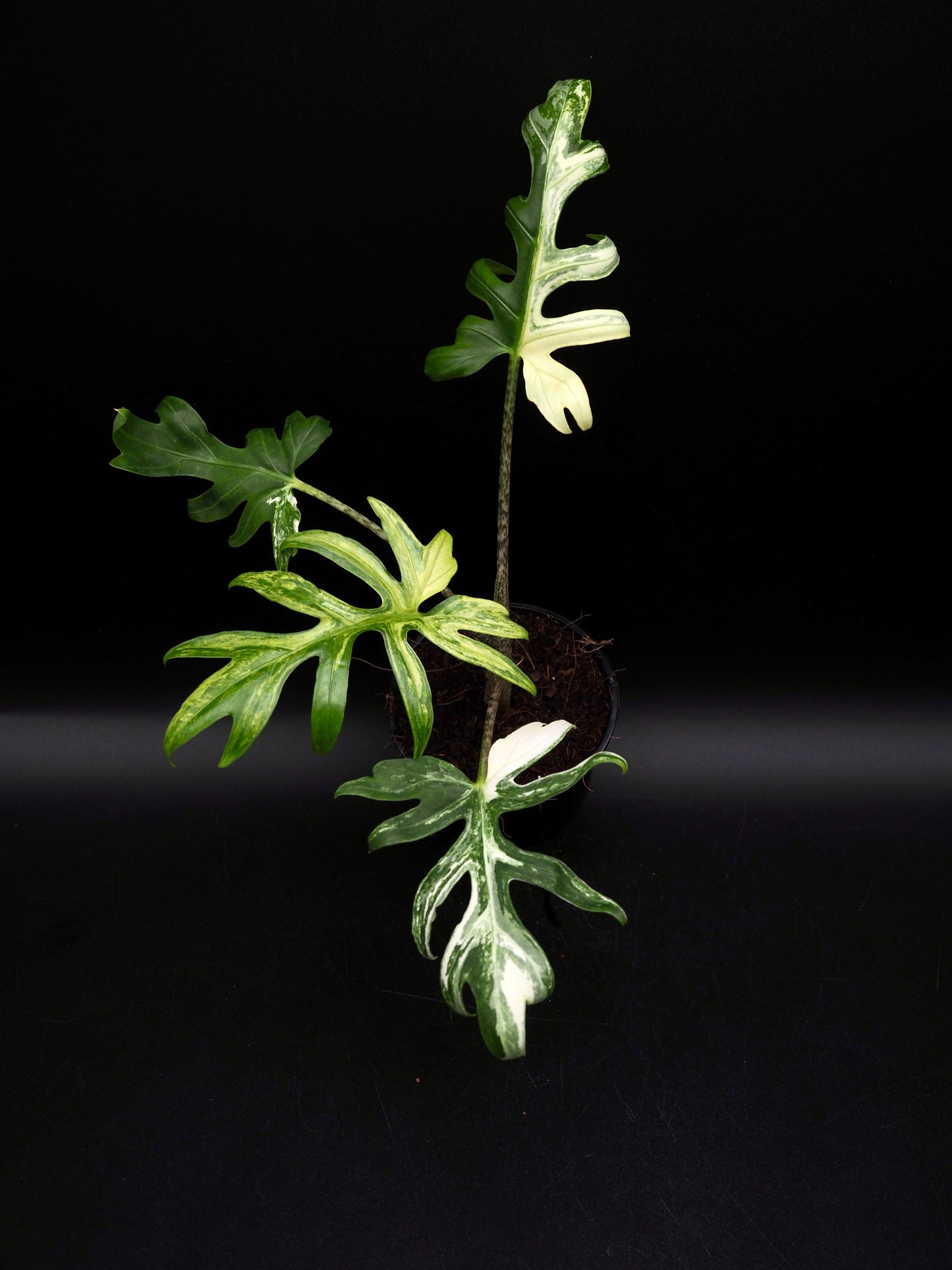 Alocasia Brancifolia Albo
