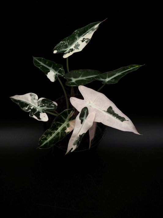 Alocasia Bambino Pink Variegata