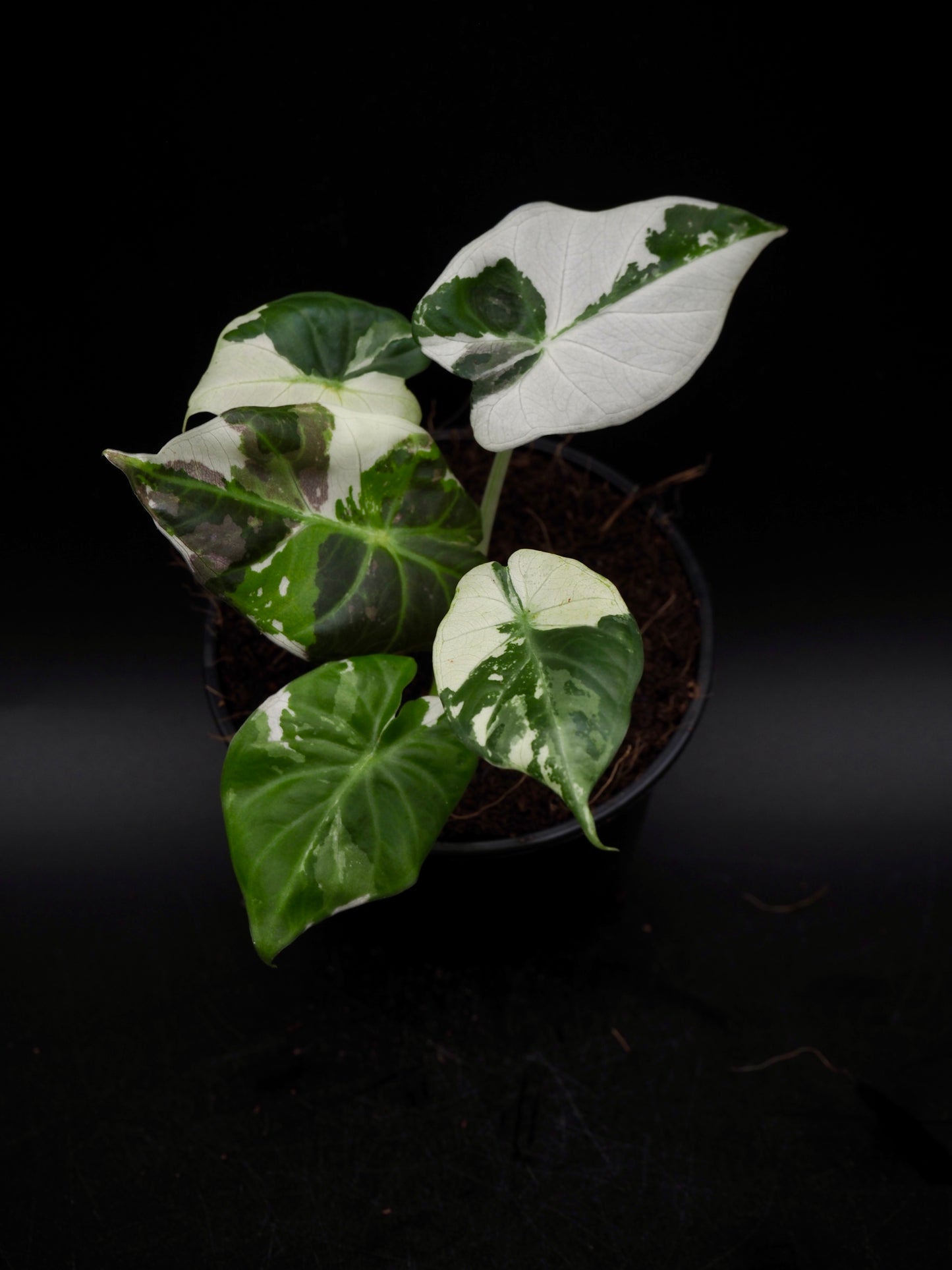 Alocasia Regal Shield Albo
