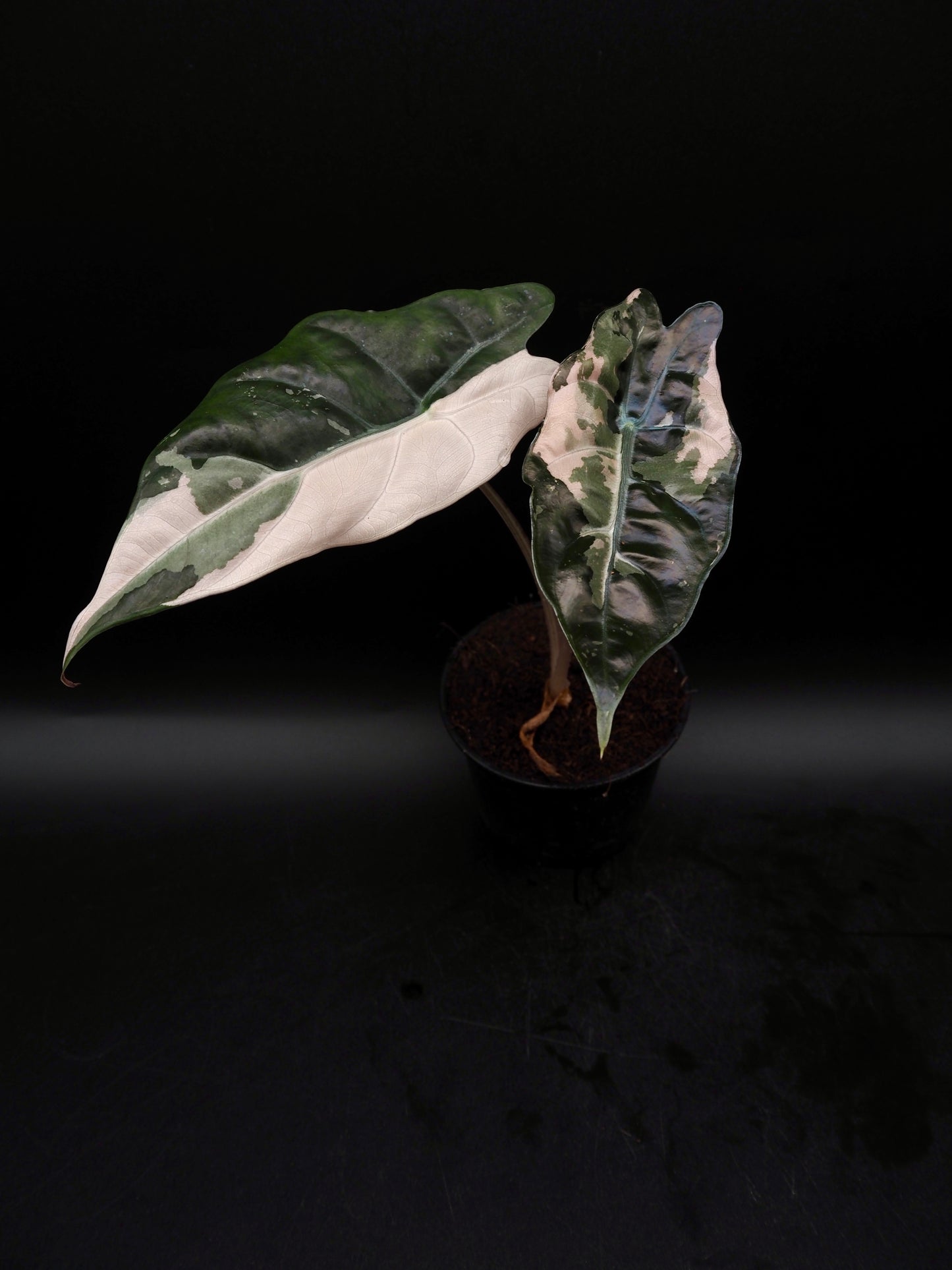 Alocasia Chantrieri Pink