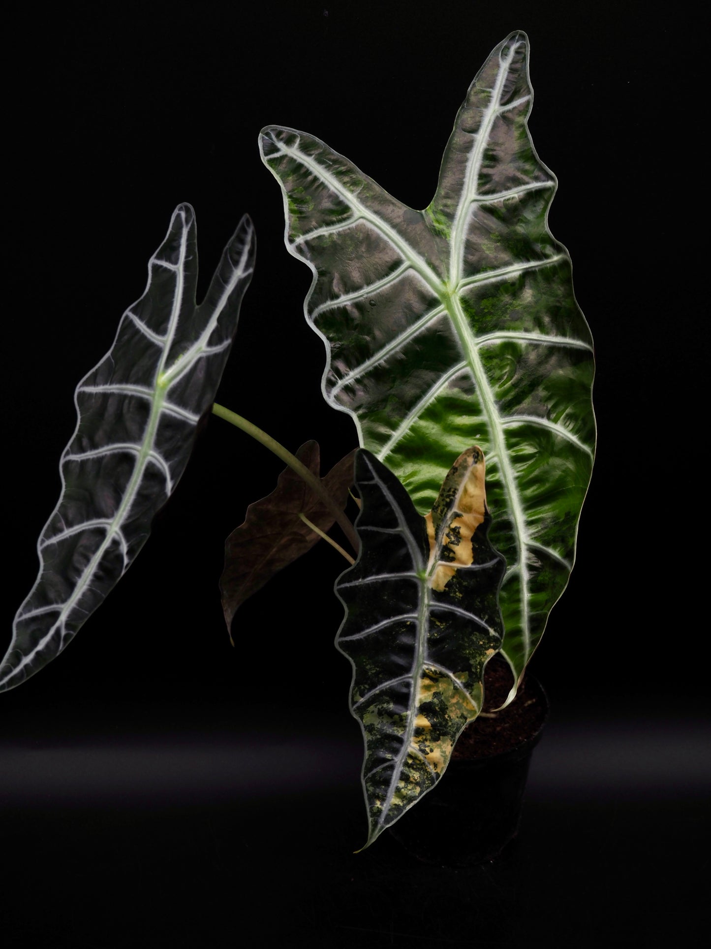 Alocasia Sanderiana Bull Aurea
