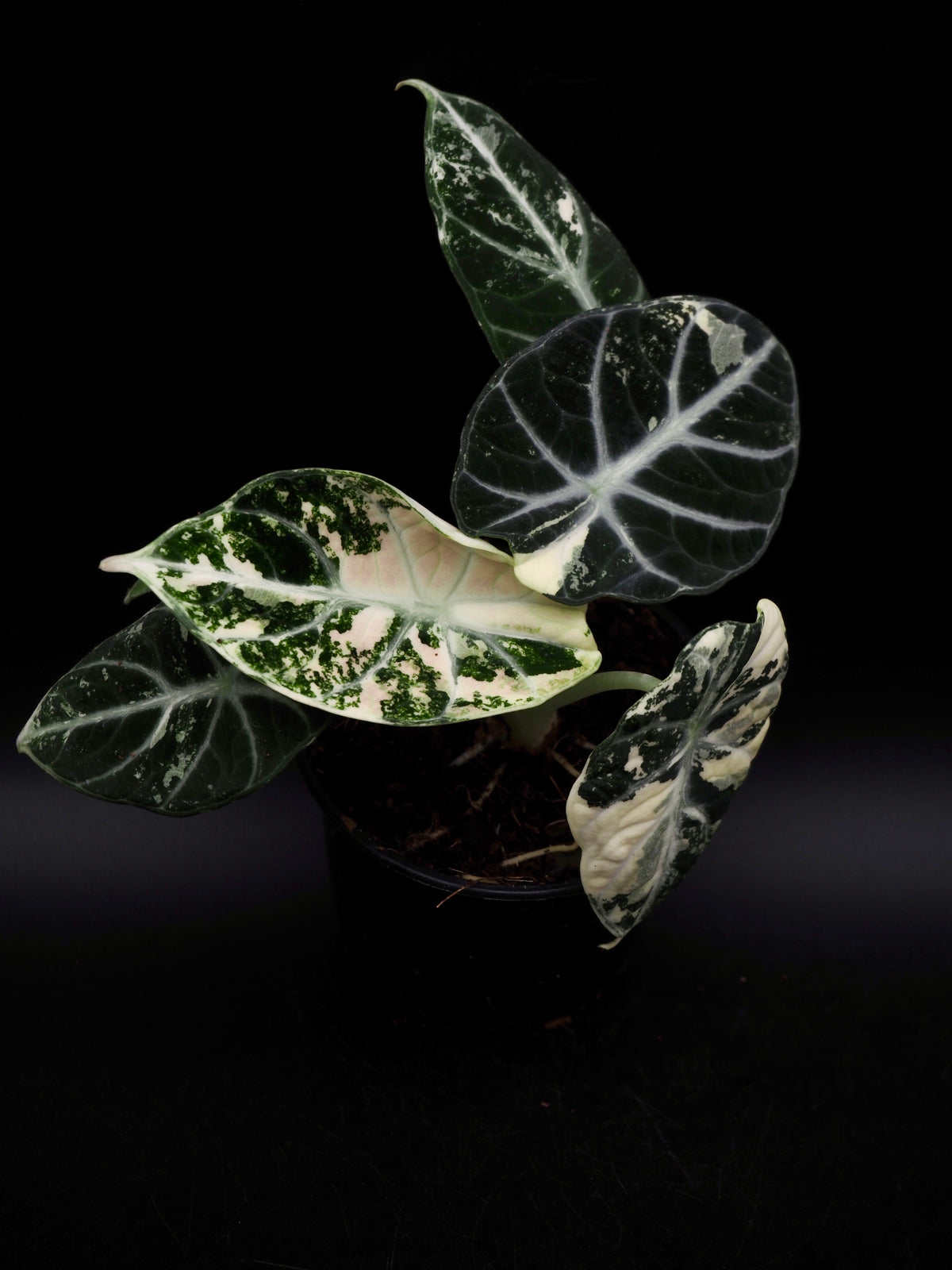 Alocasia Ninja Albo