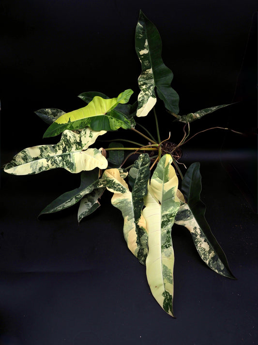 Philodendron Florida Beauty x Billitiea (Jennifer)
