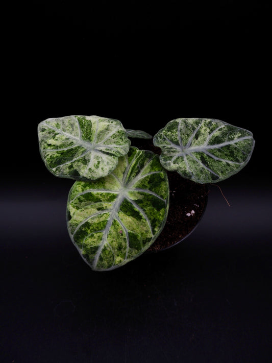 Alocasia Ninja Tricolor