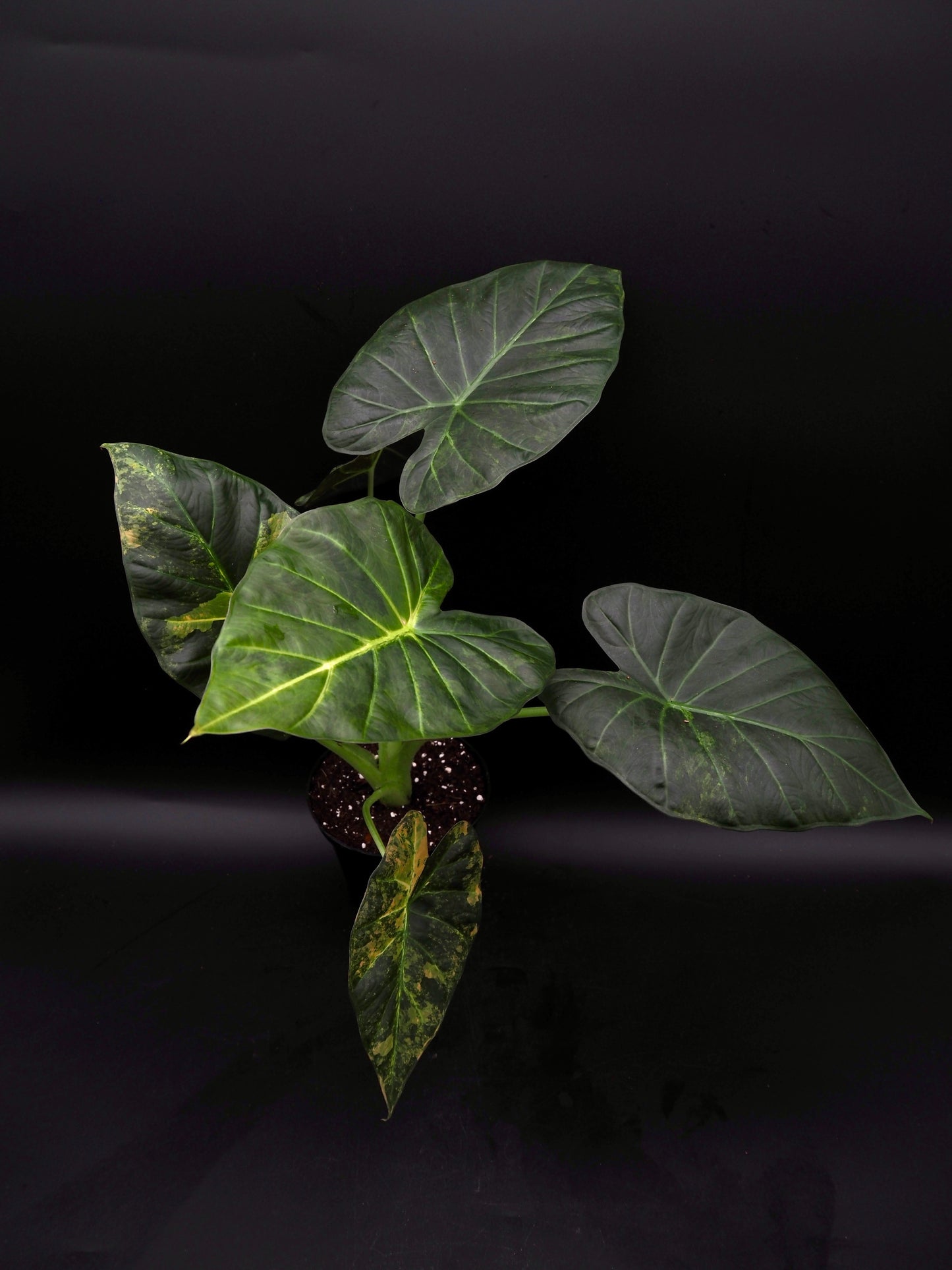 Alocasia Regal Shield Aurea