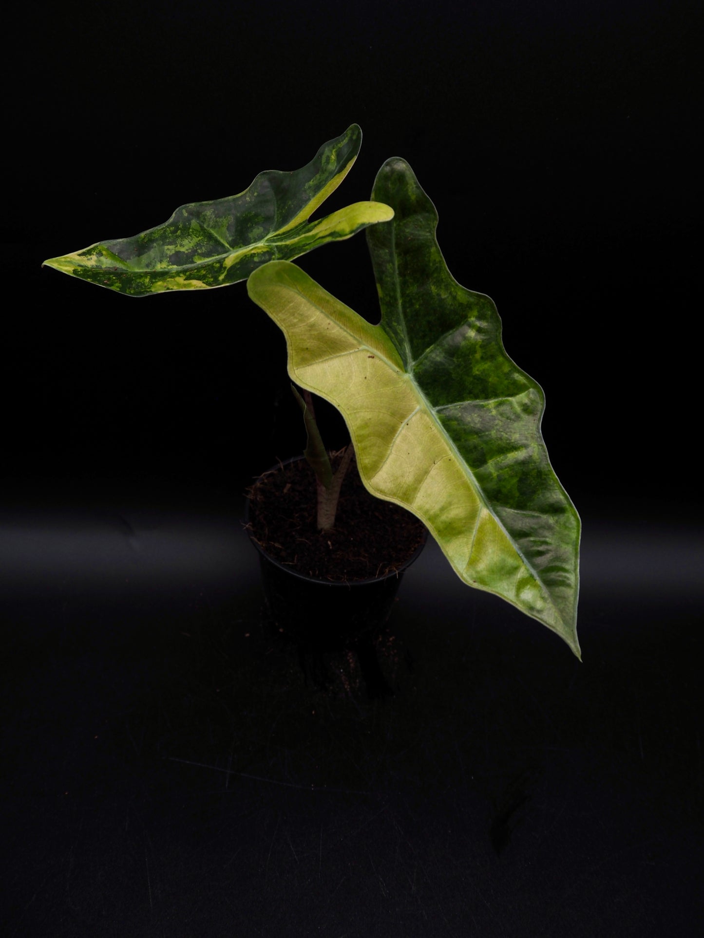 Alocasia Pseudo Sanderian Aurea