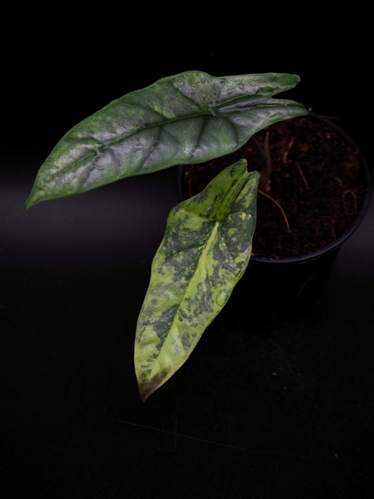 Alocasia Heterophylla Dragon's Breath Aurea Variegata