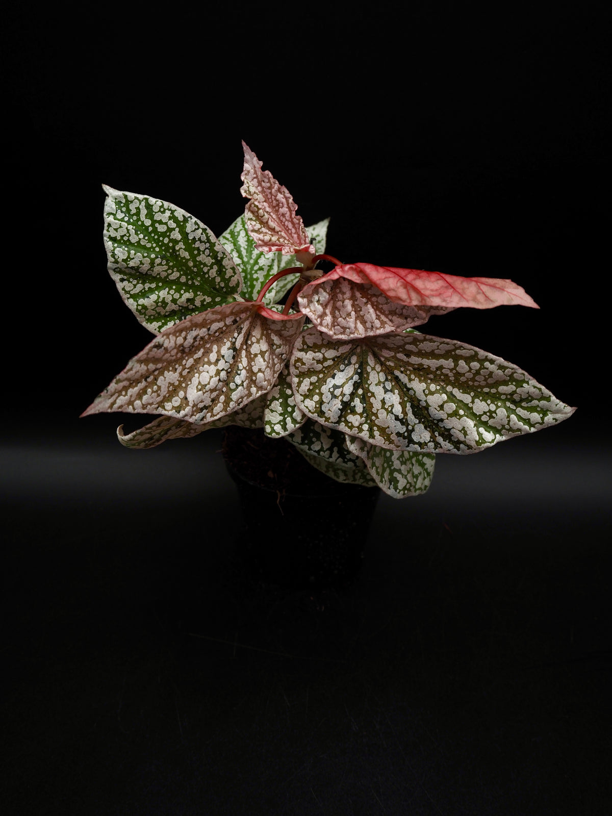 Begonia Snow capped variegata