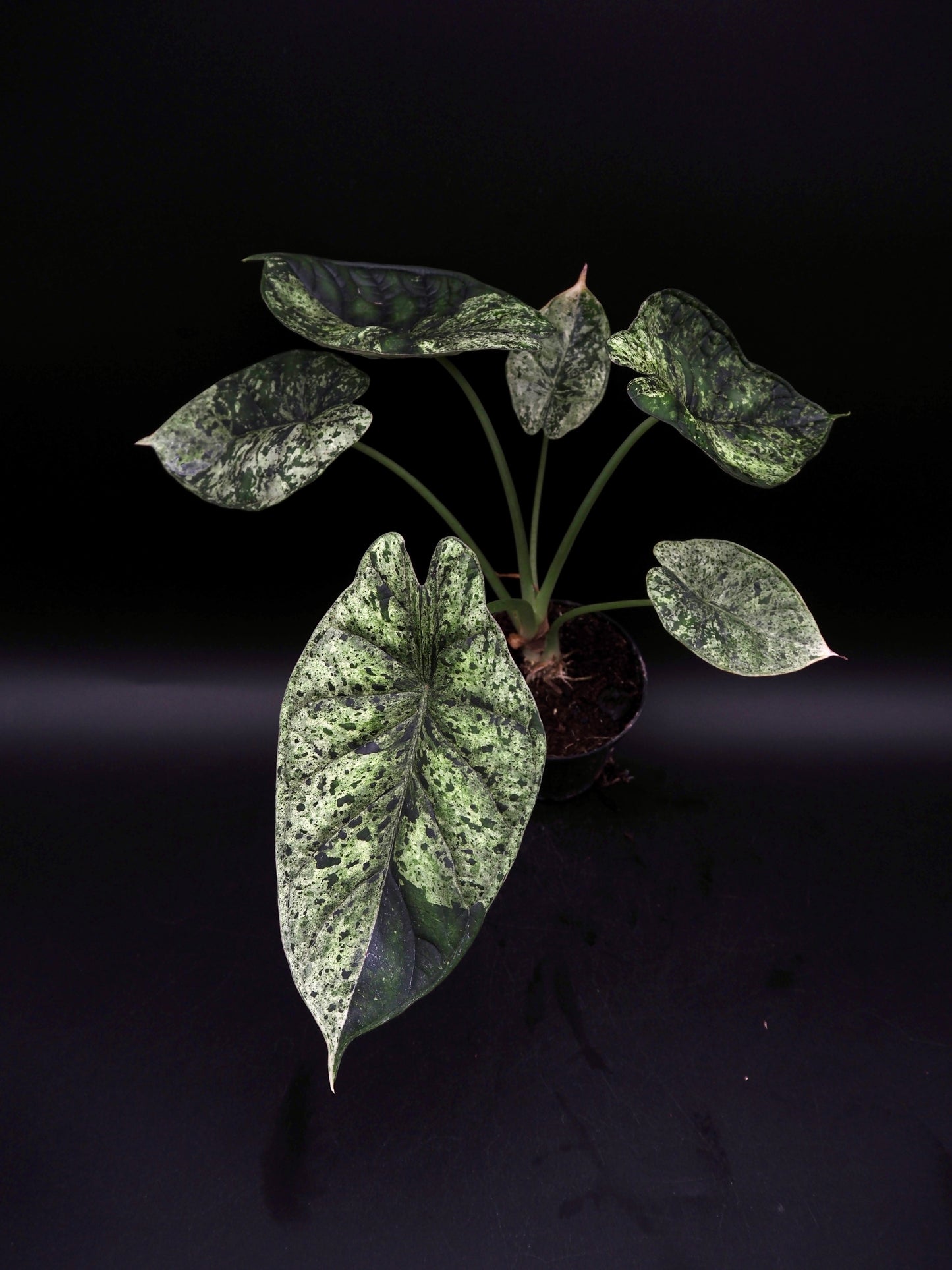 Alocasia Dragon Scale Menthe Variegata