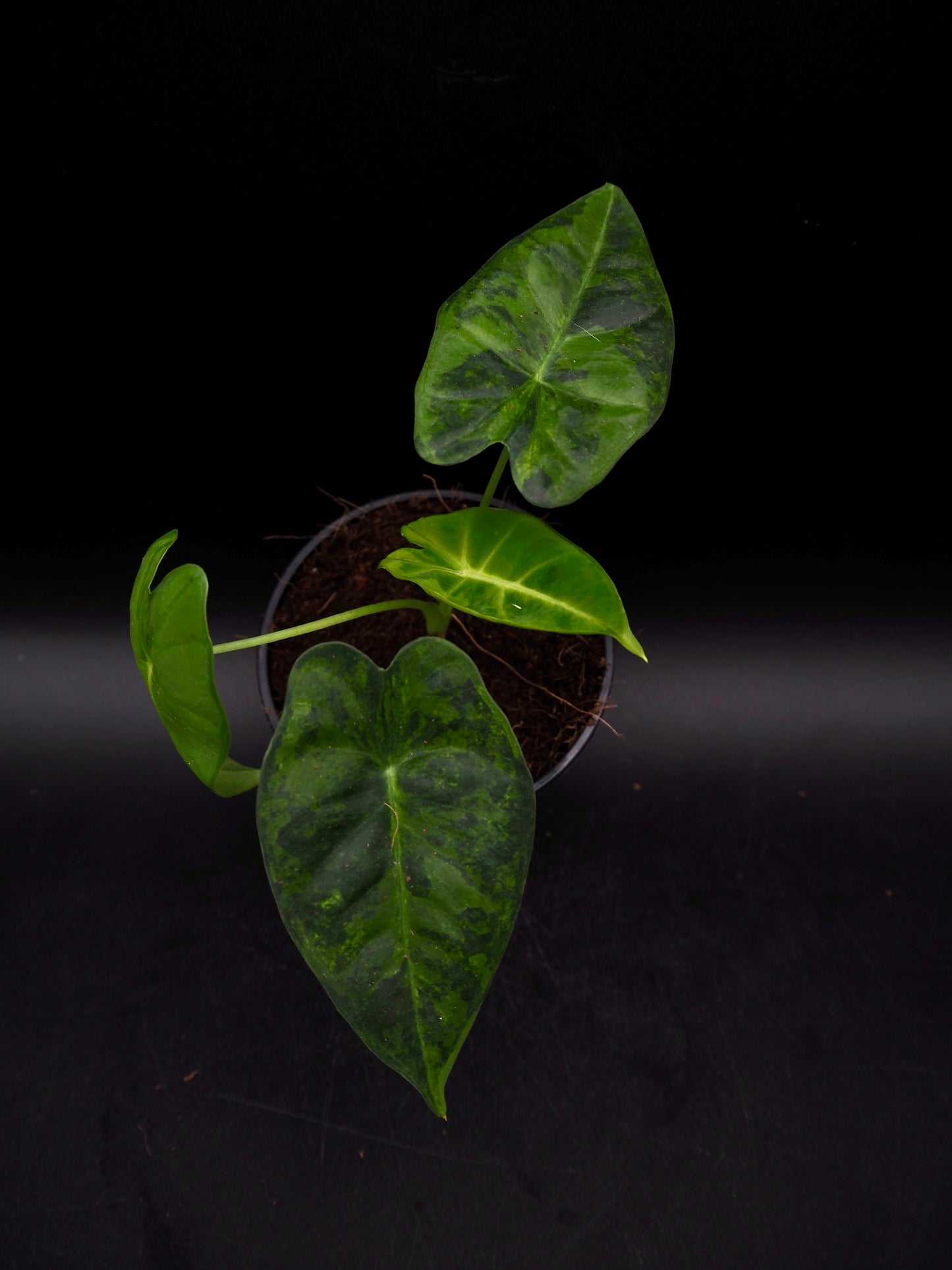 Alocasia Frydek gog