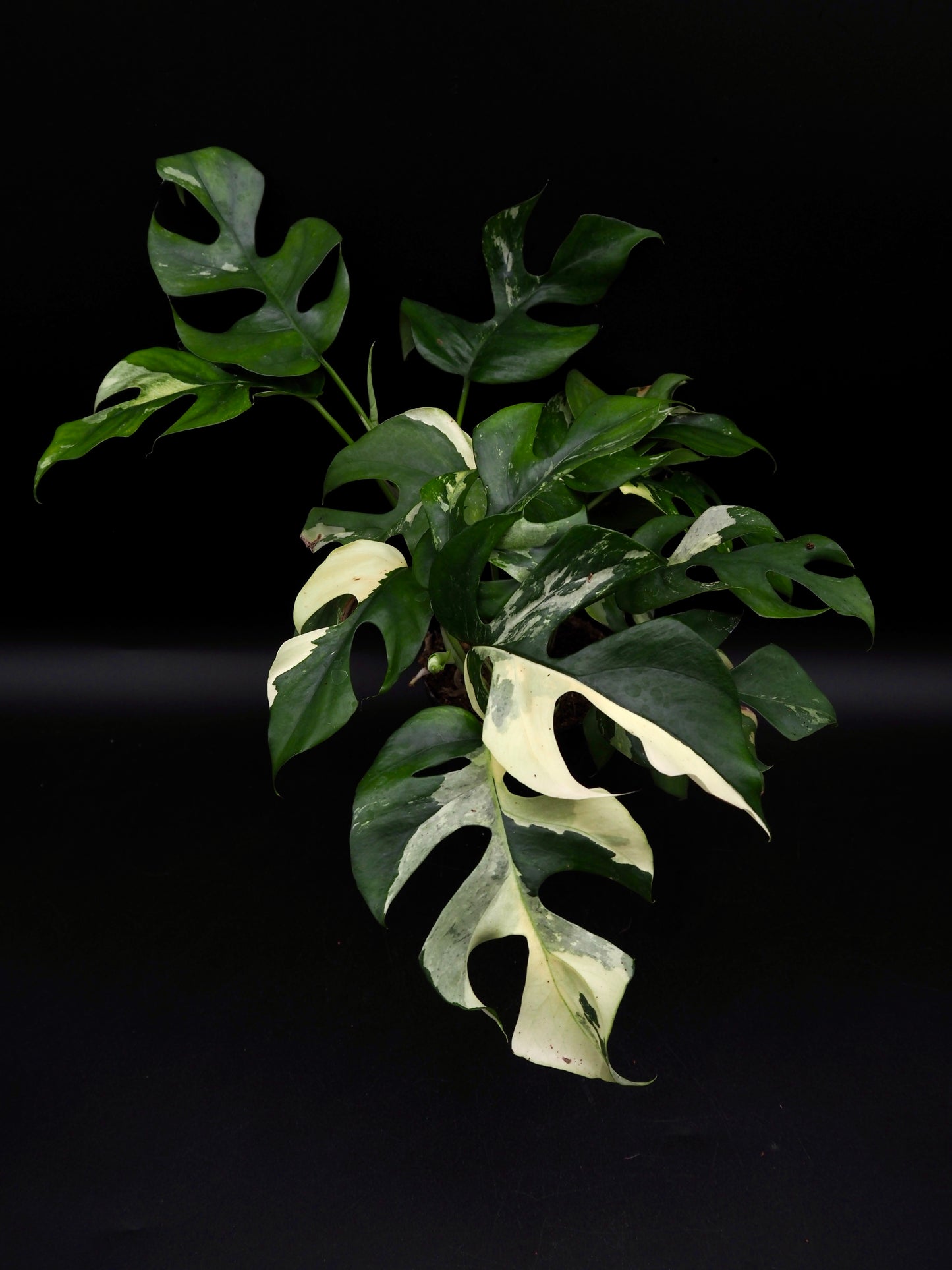 Rhaphidophora Tetrasperma Variegata