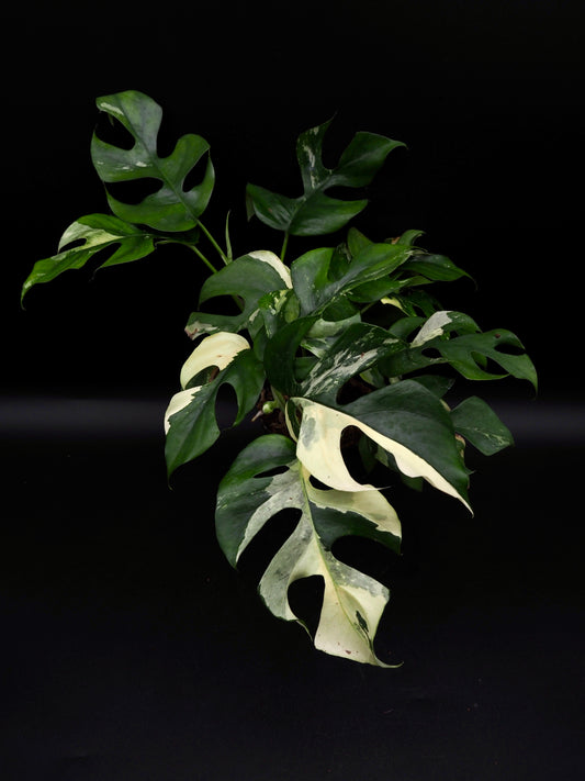 Rhaphidophora Tetrasperma Variegata