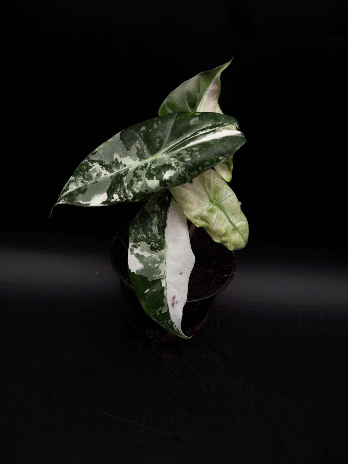 Alocasia Pink Dragon Albo Variegata