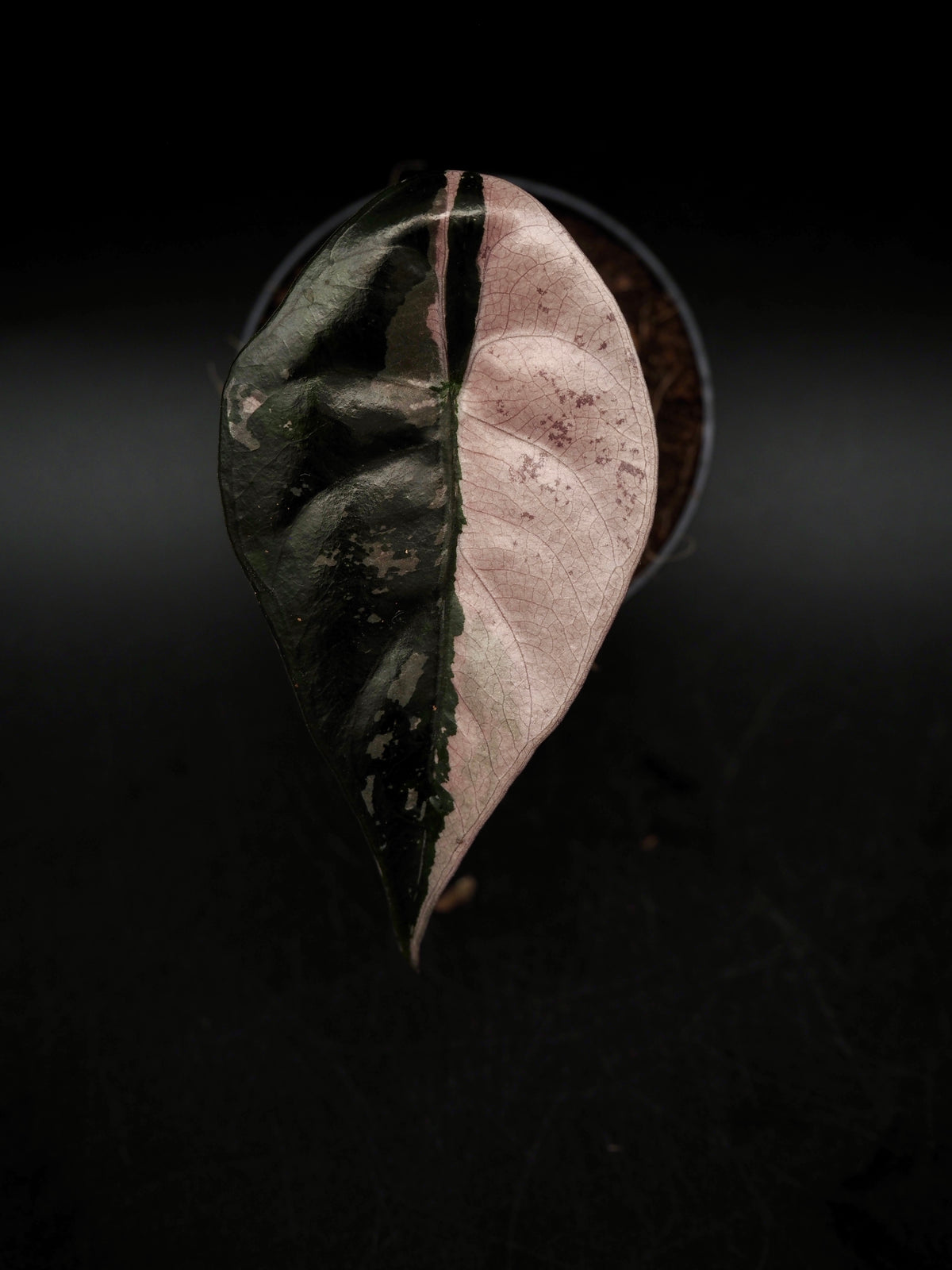 Alocasia Chantrieri Pink Variegata