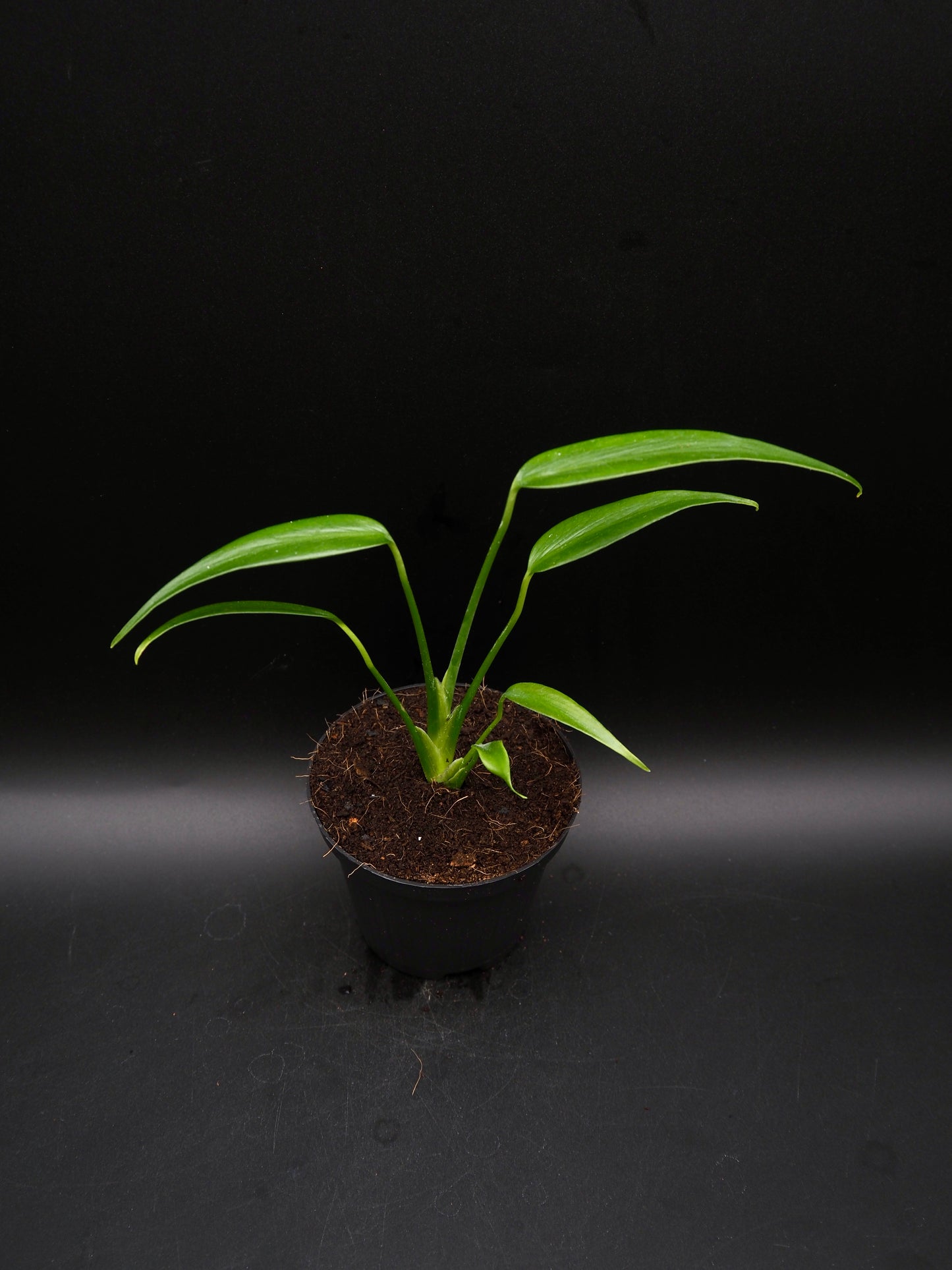 Monstera Burle Marx Flame