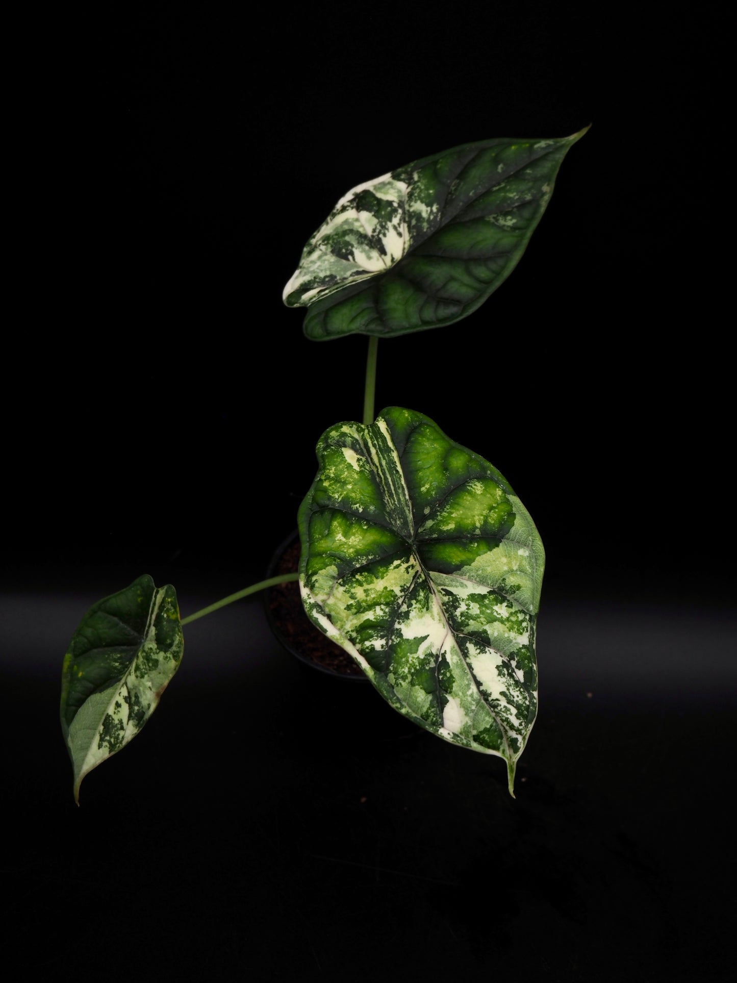 Écaille de dragon Alocasia Albo Variegata