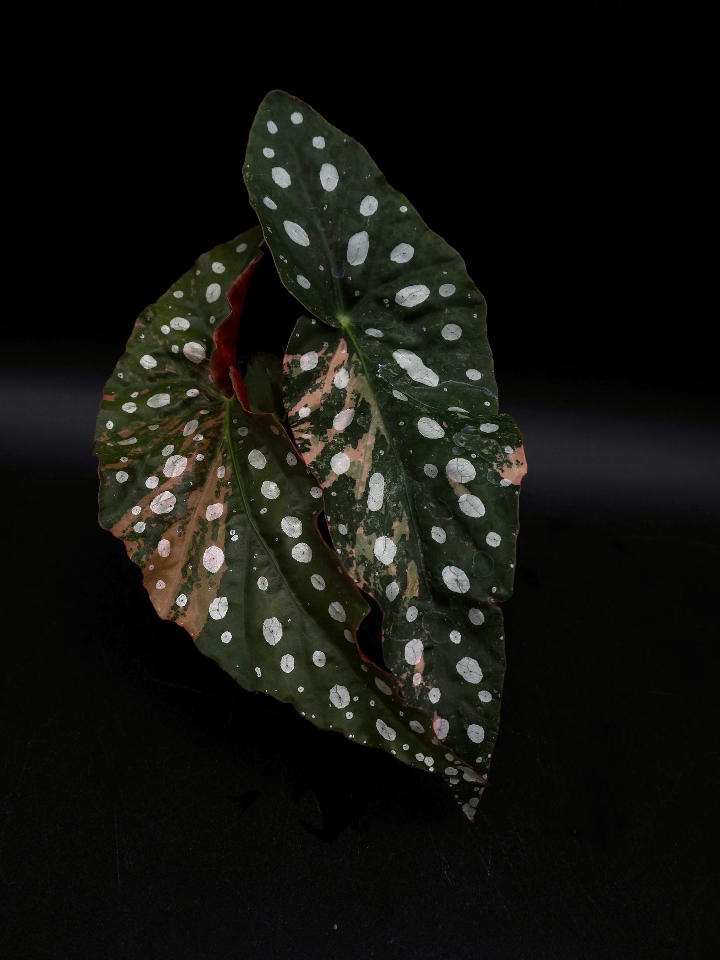 Begonia Maculata Pink Variegata