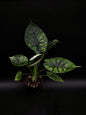 Alocasia Dragon Scale Menthe Variegata