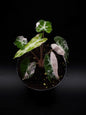 Alocasia Bambino Rose Variegata