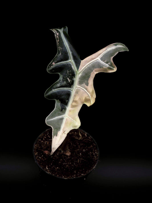 Alocasia Nobilis Pink