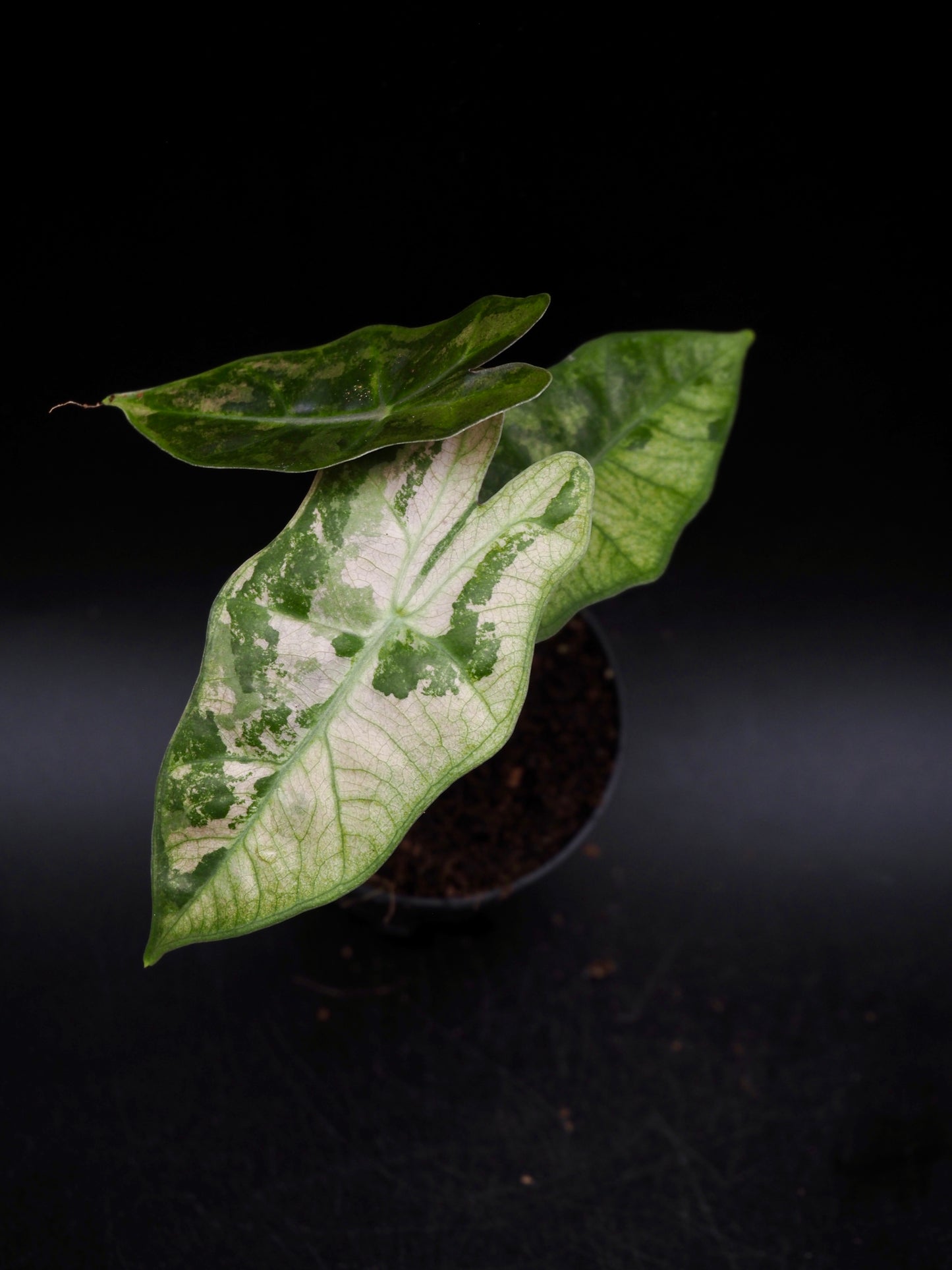 Alocasia Pseudo Sanderiana Pink