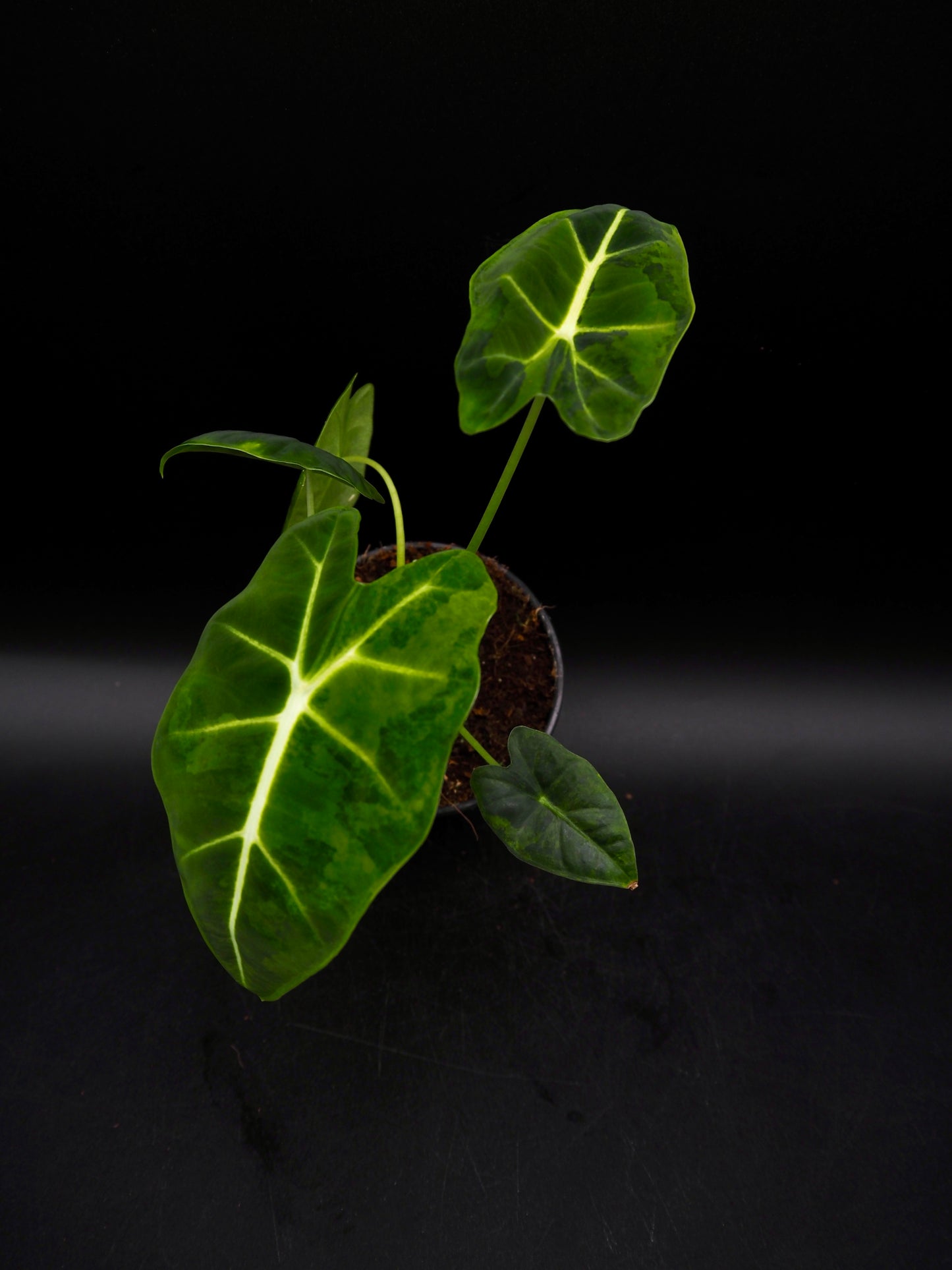 Alocasia Frydek gog