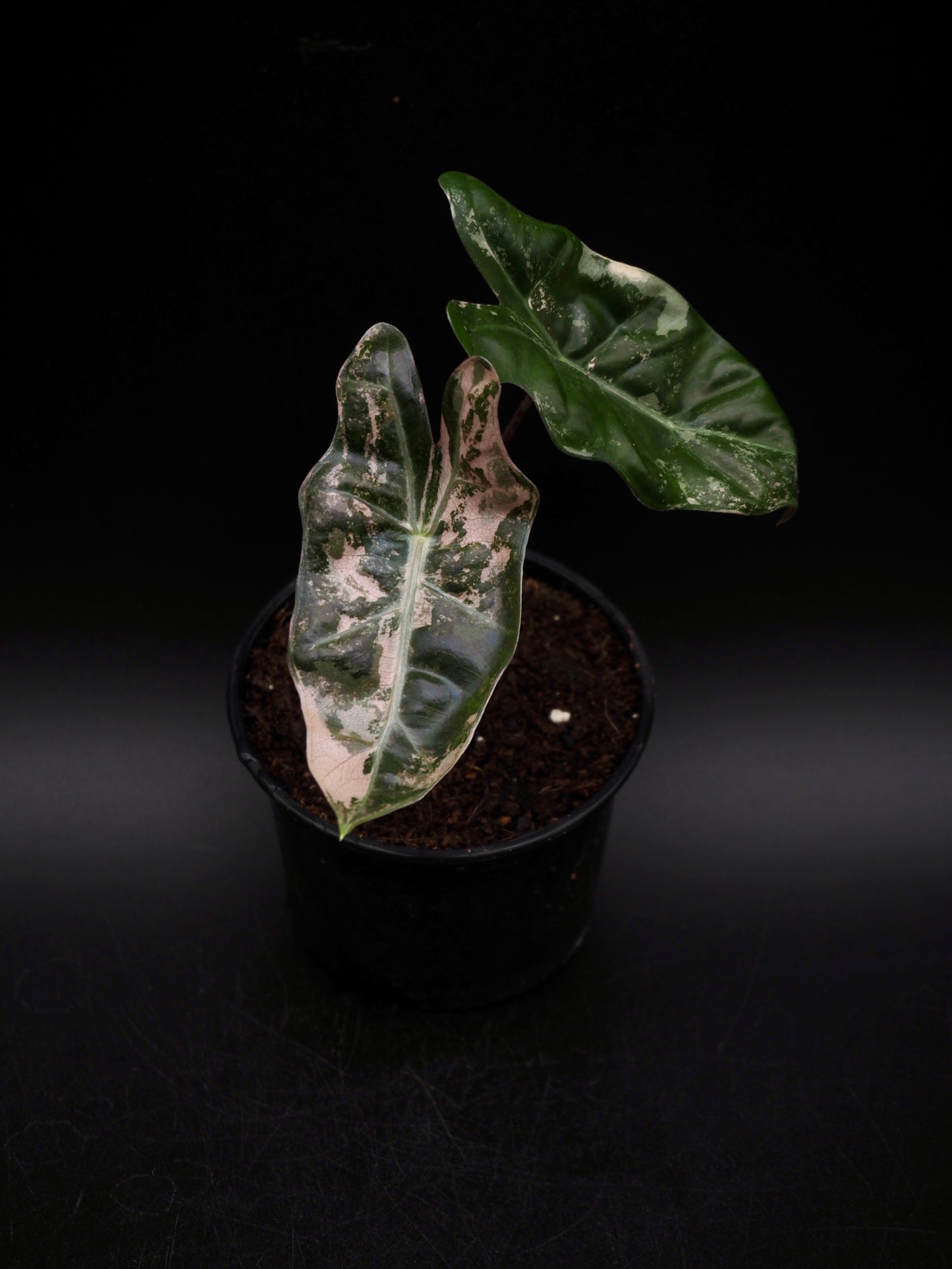 Alocasia Pseudo Sanderiana Pink