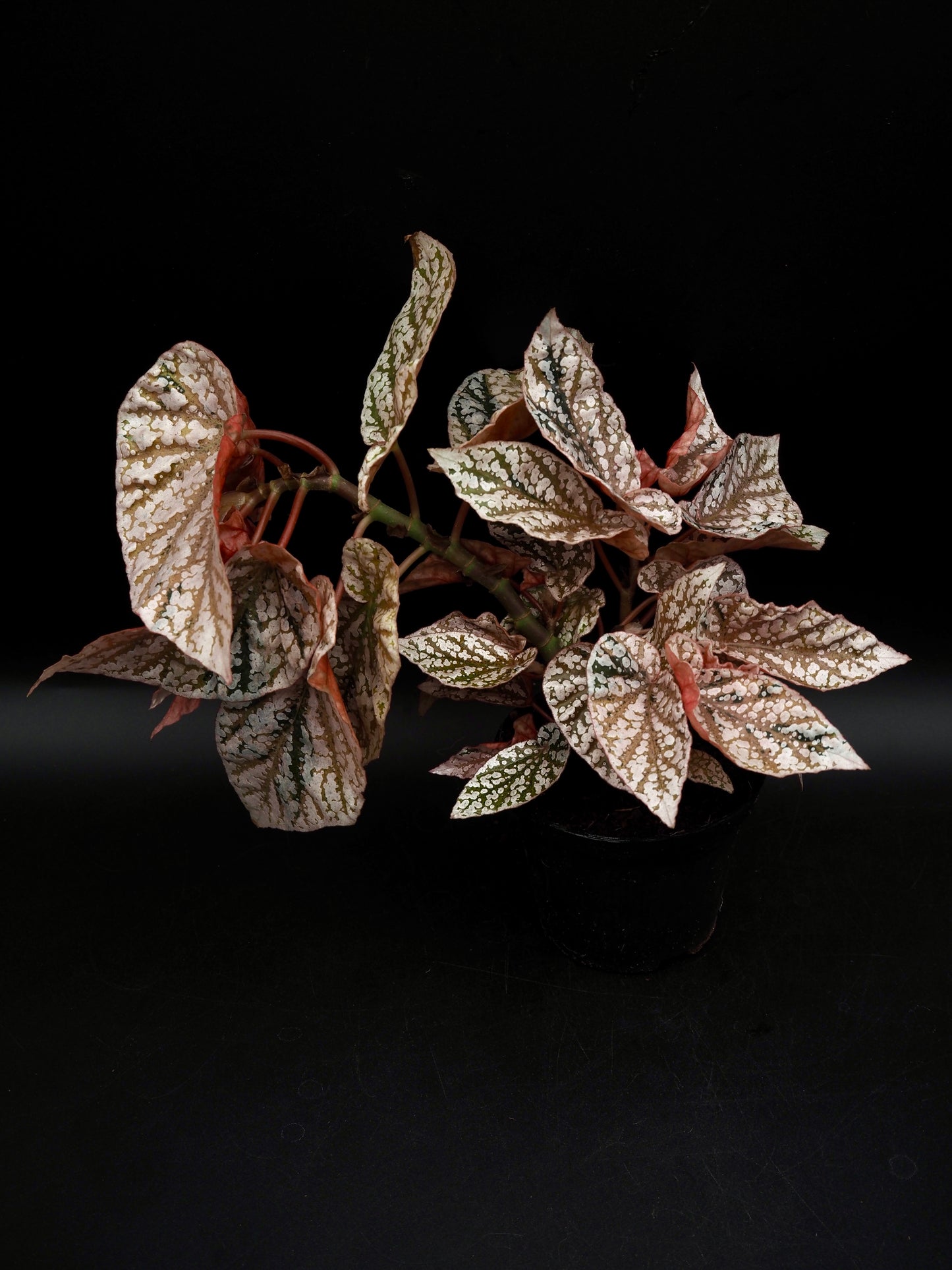 Begonia Snow capped variegata