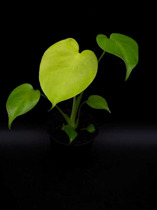 Monstera Lemon Lime