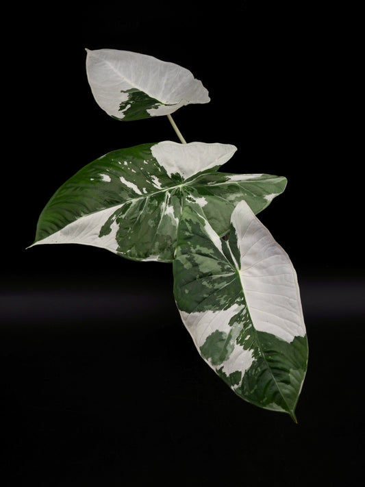 Alocasia Fornicata Albo