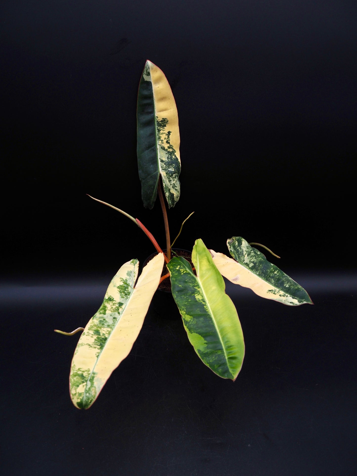 Philodendron Billietiae Variegata