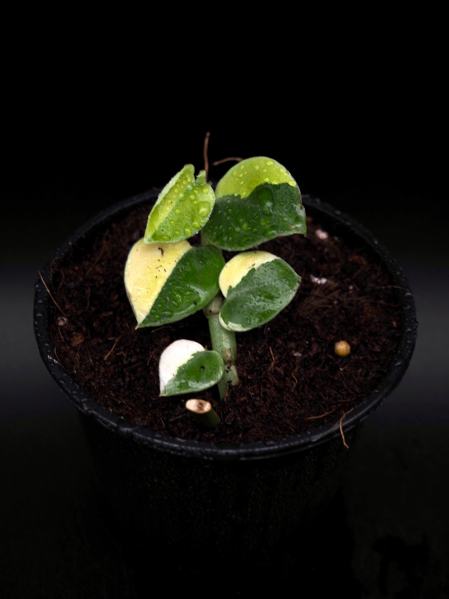 Rhaphidophora Hayi Variegata