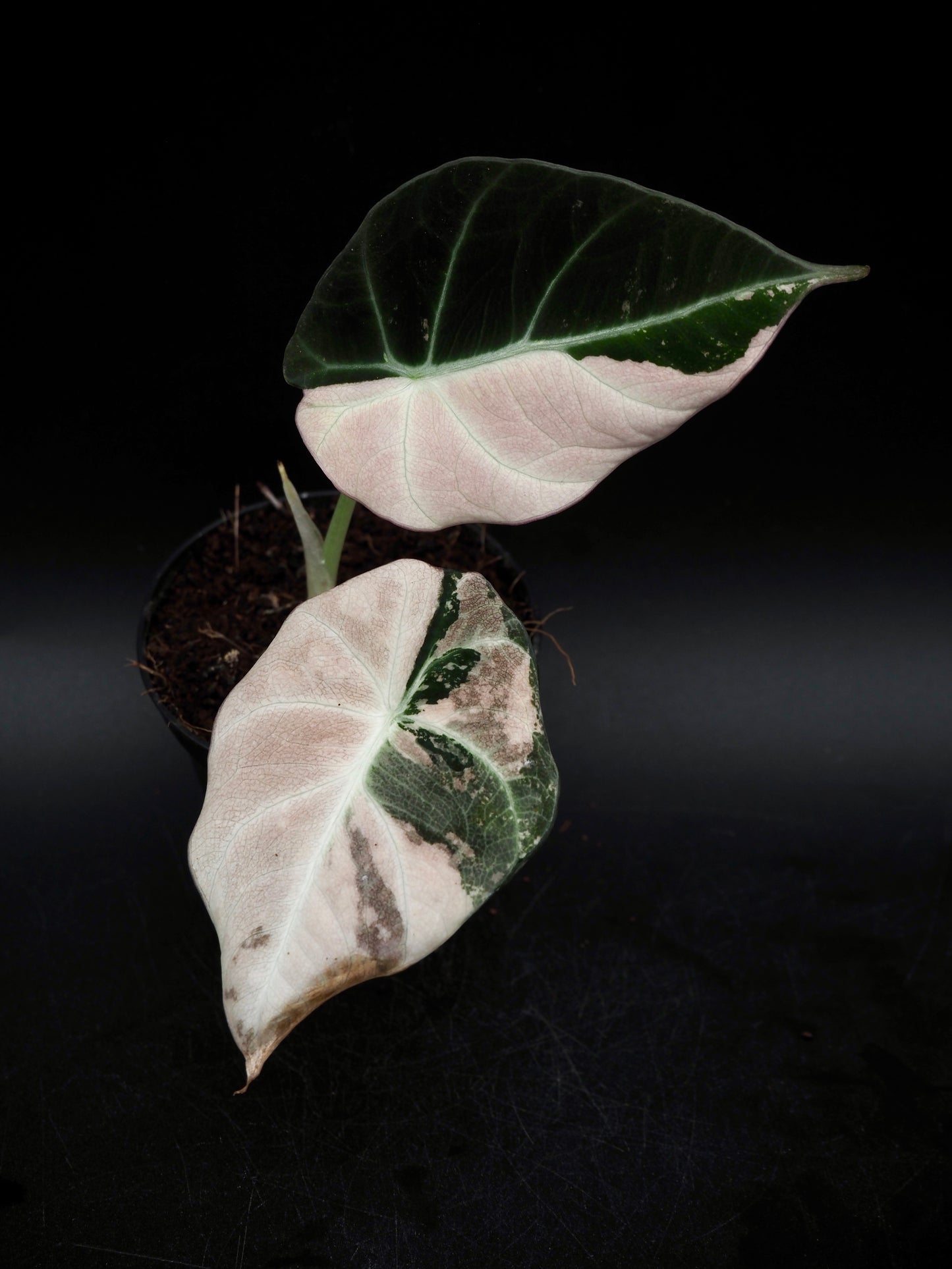 Alocasia Black Velvet Pink