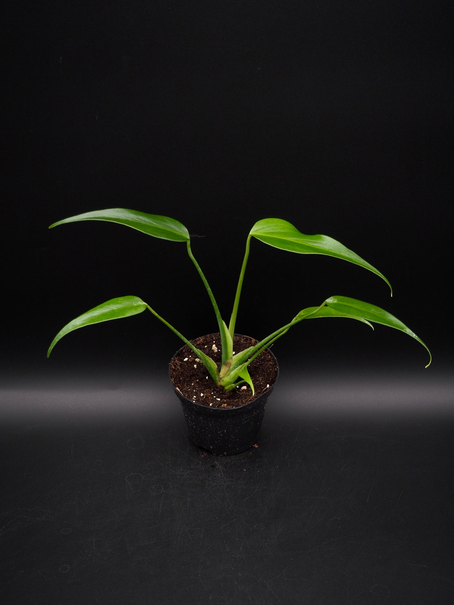 Monstera Burle Marx Flame