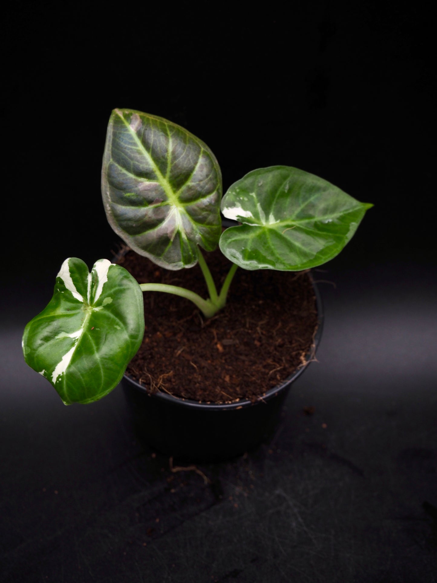 Alocasia Regal Shield Albo