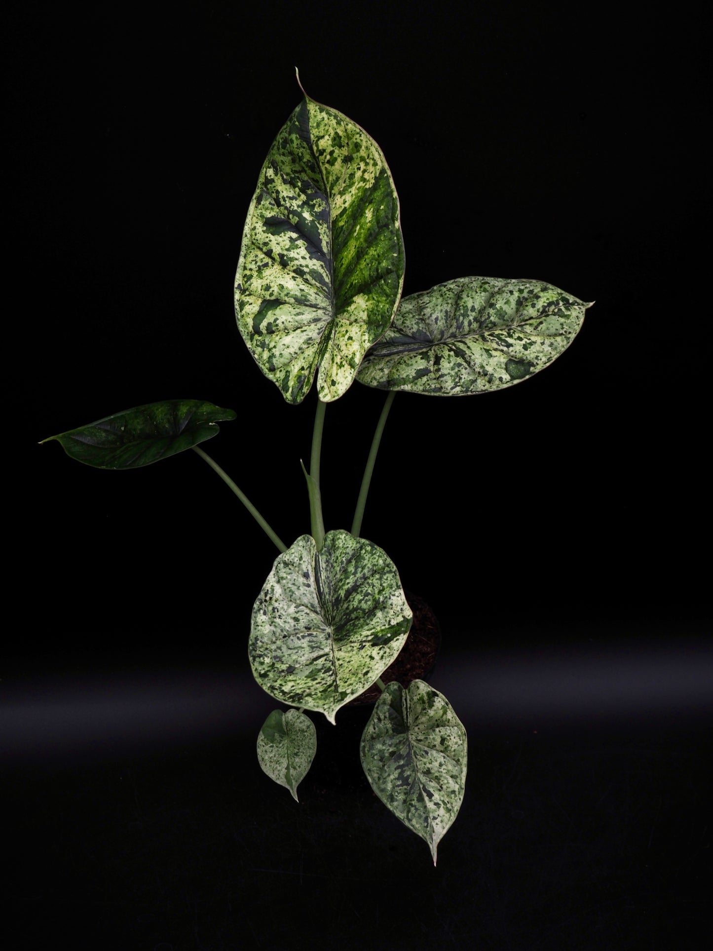 Alocasia Dragon Scale Menthe Variegata