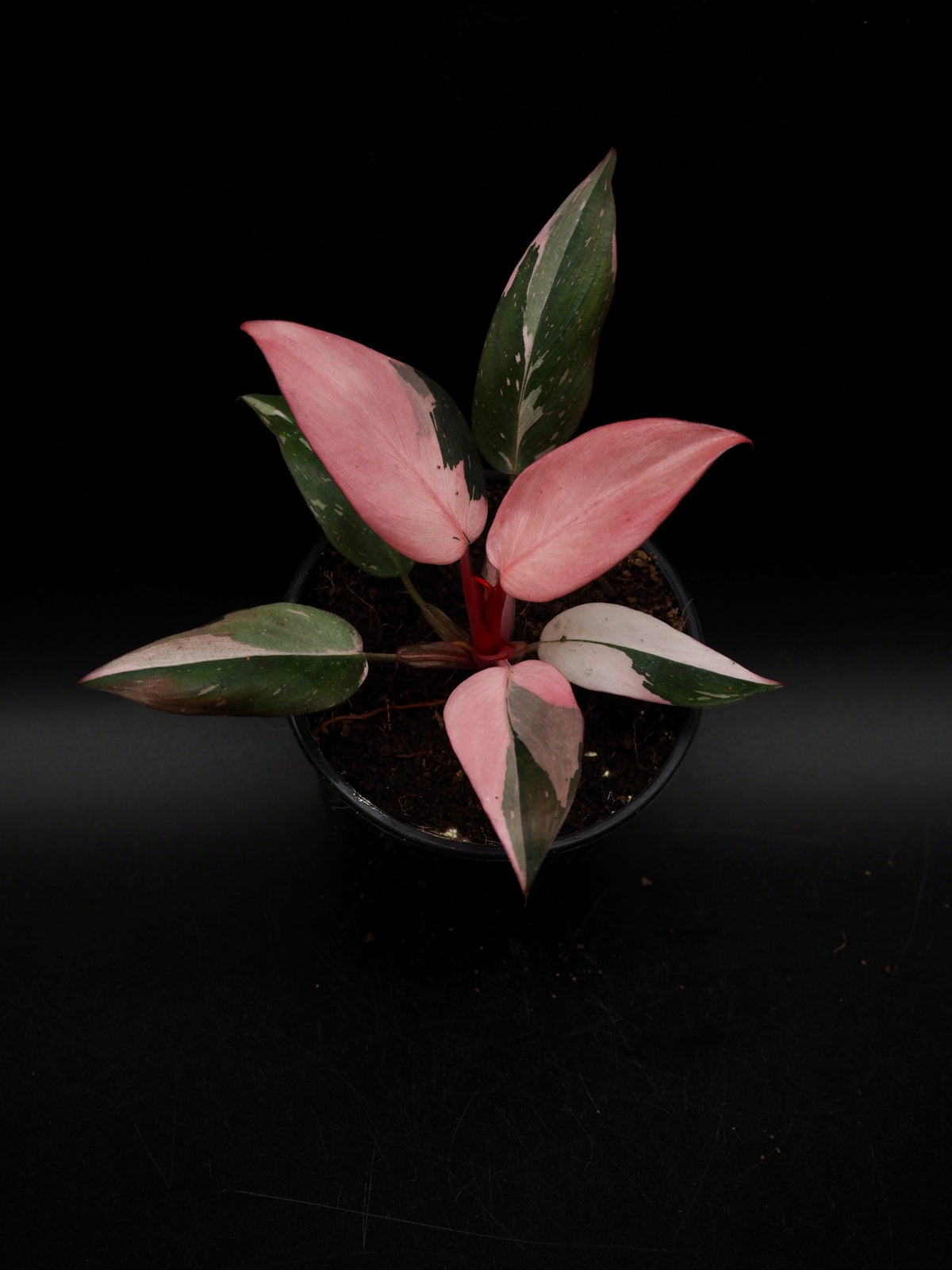 Philodendron Pink Princess Galaxy