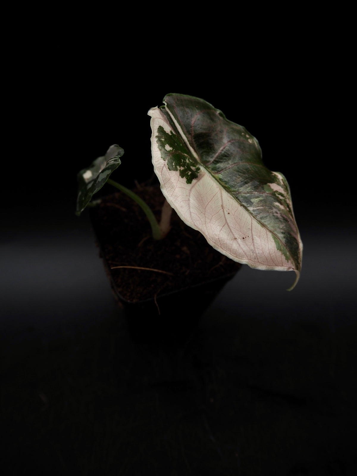 Alocasia Azlanii Pink