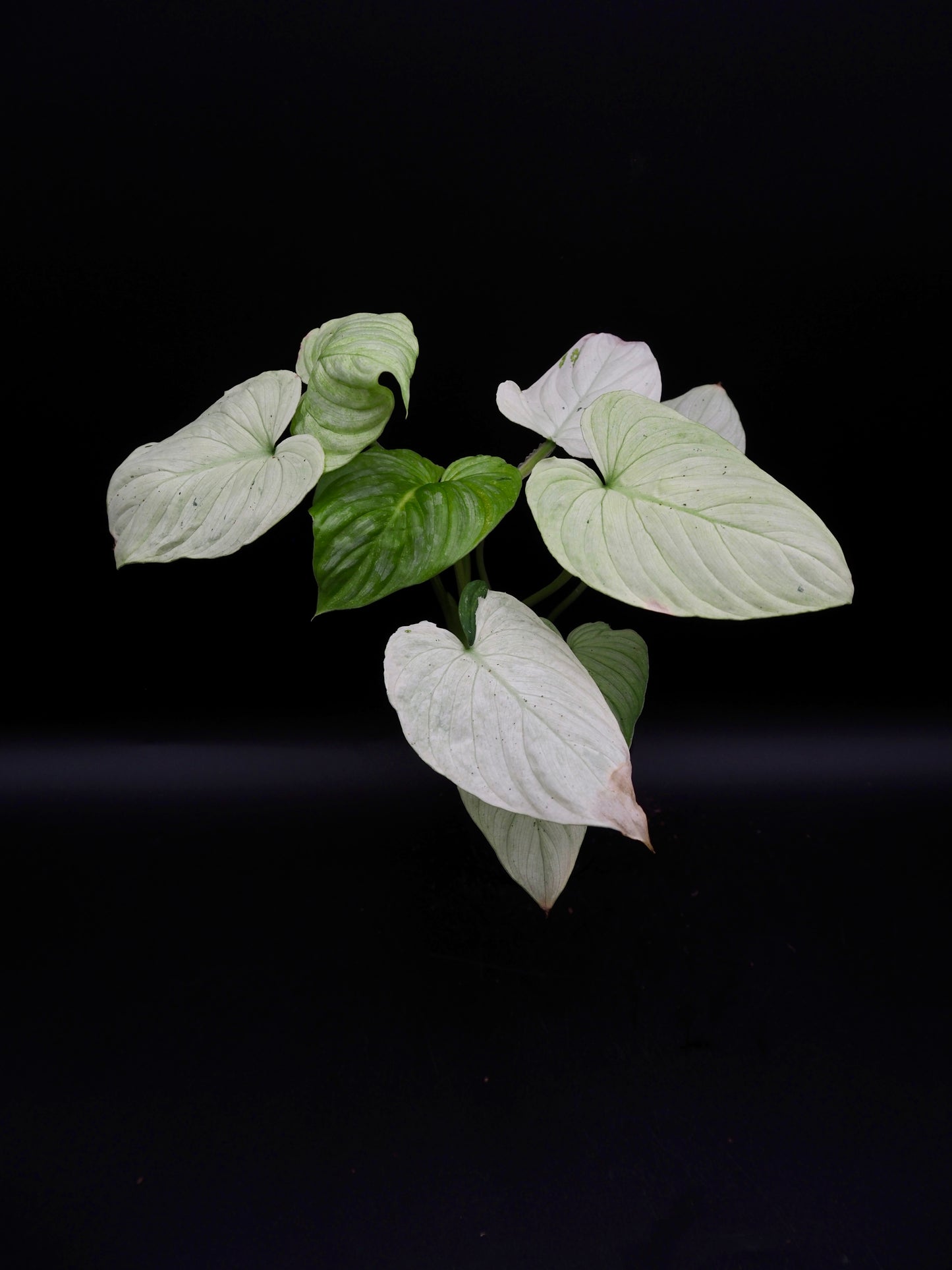 Philodendron Mamei Variegata