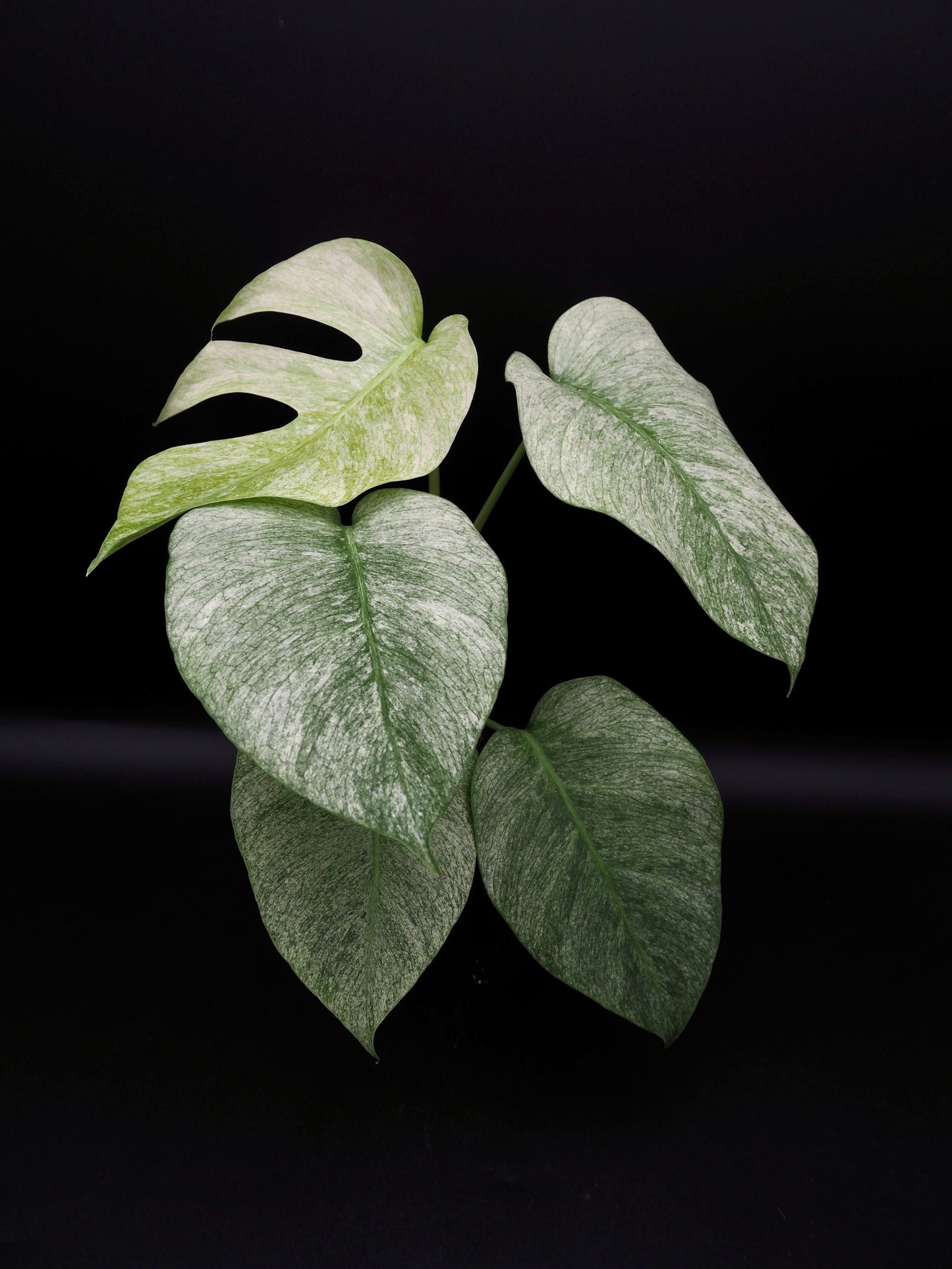Monstera Jungle Full Mint