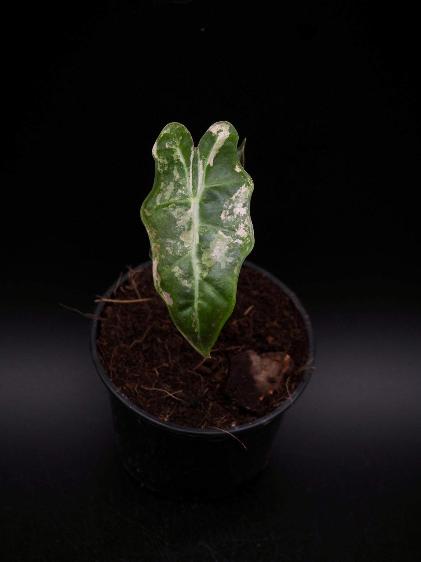 Alocasia Pseudo Sanderiana Pink